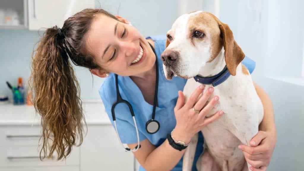 article essential dog care hero 11zon
