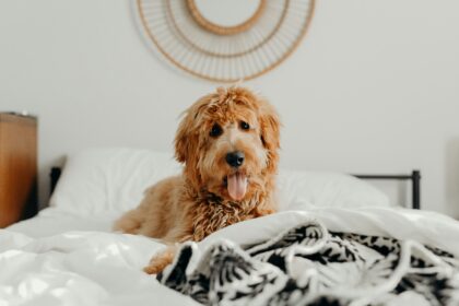brooke cagle szzldr9800c unsplash 420x280