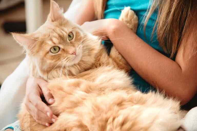 cats and kids main 768x512 11zon